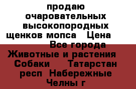 продаю очаровательных высокопородных щенков мопса › Цена ­ 20 000 - Все города Животные и растения » Собаки   . Татарстан респ.,Набережные Челны г.